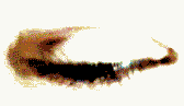 eyeleft