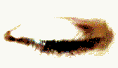 eyeright