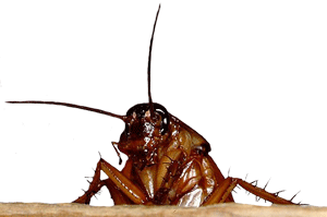 cockroach3.gif
