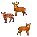 Deer 01