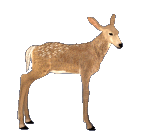 Deer 03