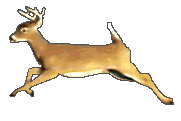 Deer run
