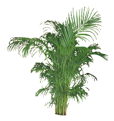fern