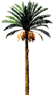 palm1