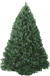 tree10