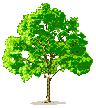 tree12