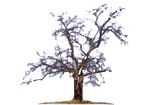 tree7