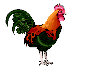 Rooster