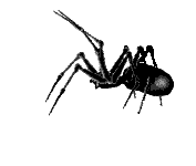 Spider1