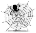 Spider 4