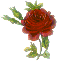 redrose