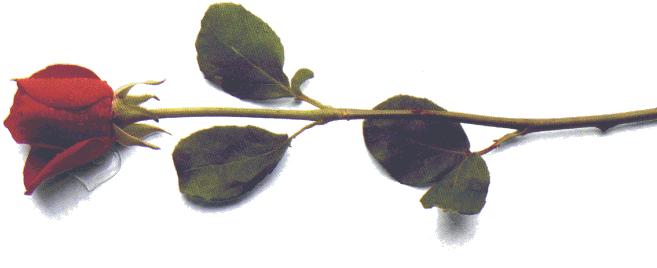 rose1