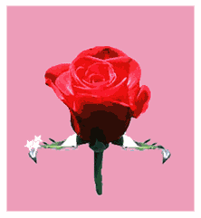 rose2