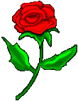 rose5