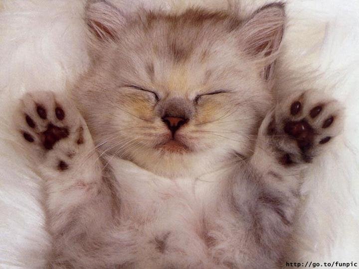 kitten