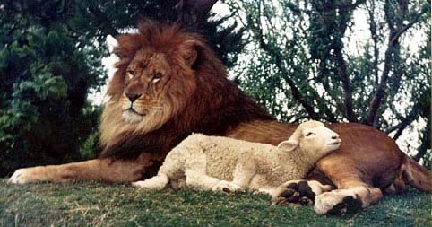 lionlamb2